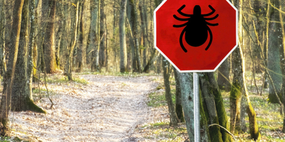 Осторожно, клещи! Это важно, особенно весной