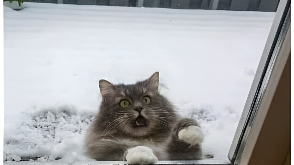 Мемы с котиками для отличного настроения: 15 порций хохота