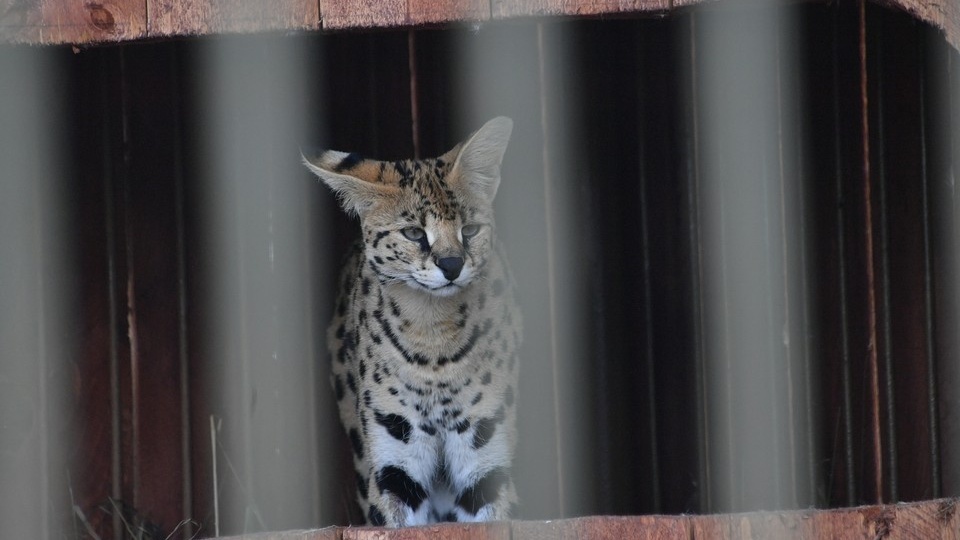 За попытку перевезти сервала из России в Мексику осудили жительницу Севастополя