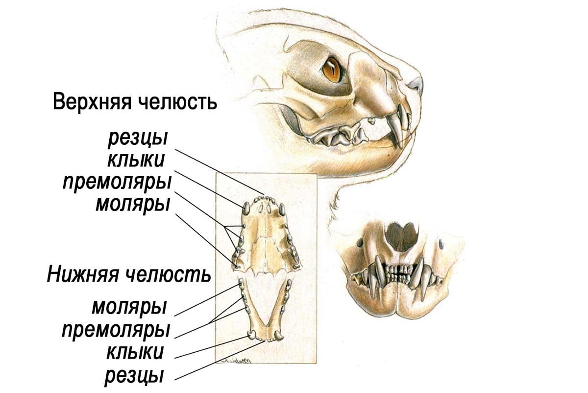 Строение челюсти кошки. Картинка из интернета