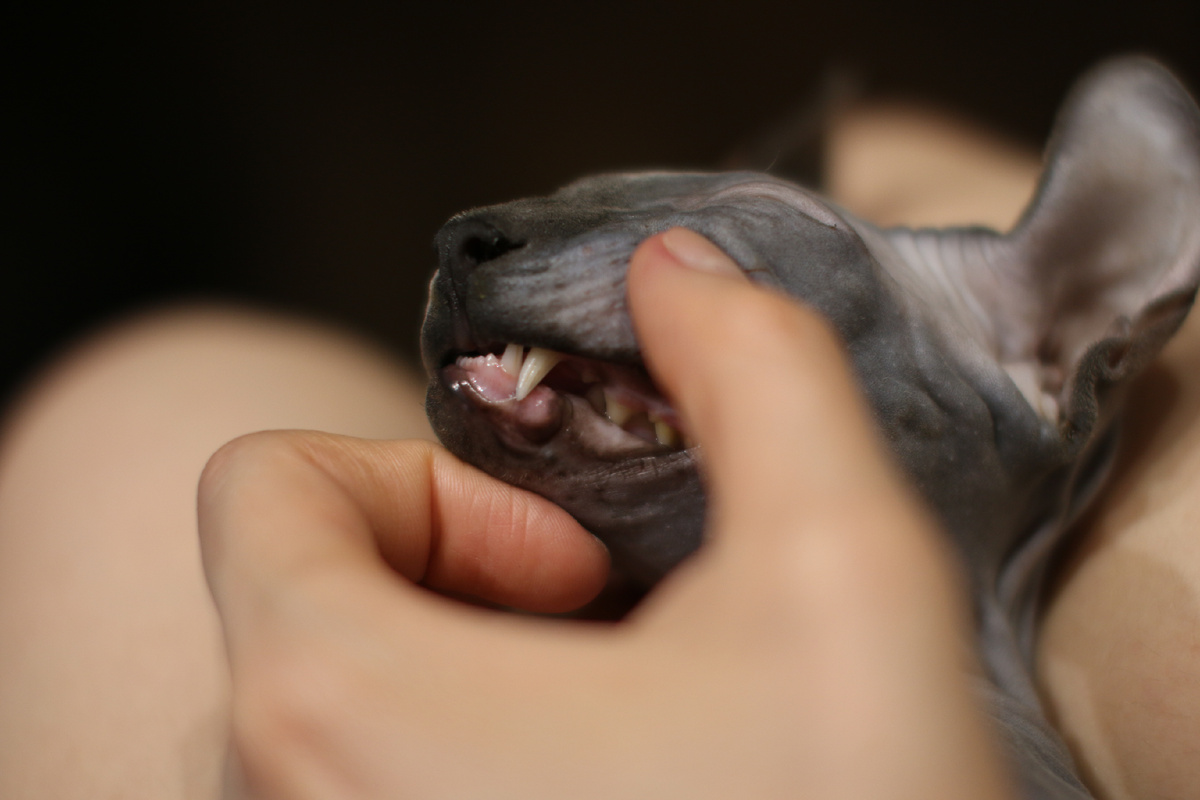 Зубы Эль в 11 месяцев при чистке примерно раз в месяц 