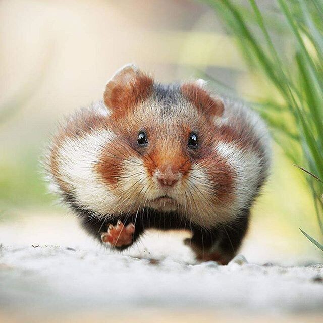 Хомячок в дикой природе пробегает огромные расстояния
