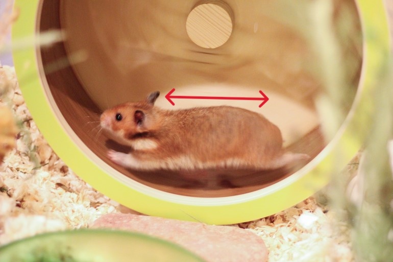 При беге спинка хомячка должна оставаться прямой