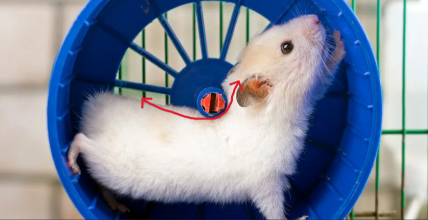 Данное колесо слишком маленькое даже для детеныша хомячка, посмотрите как изгибается спинка
