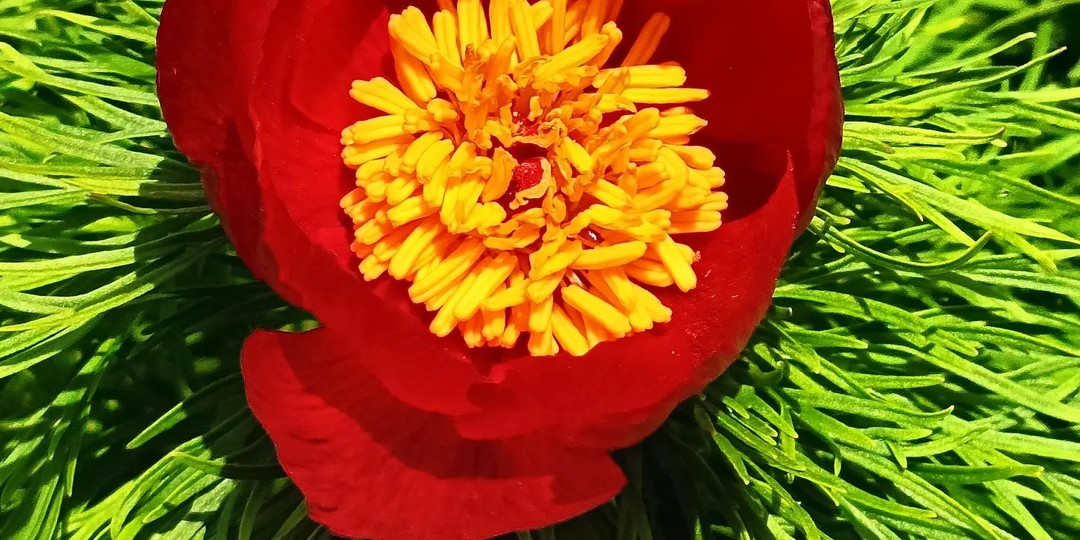 Пион тонколистный: алые острова памяти, которые нельзя унести с собой