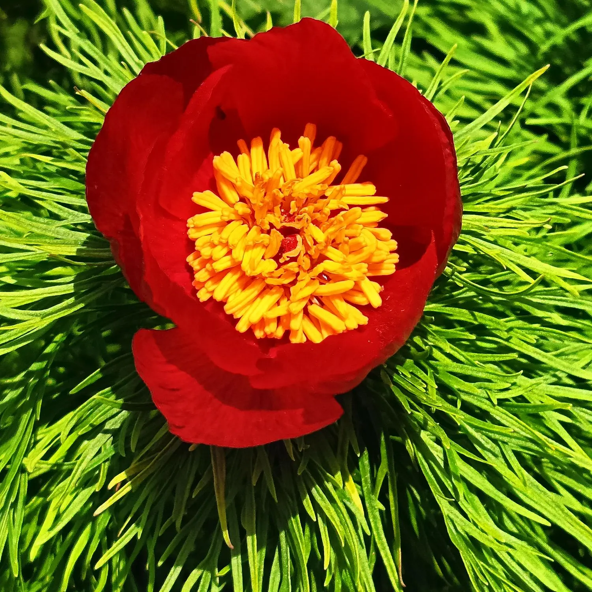 Пион тонколистный - алое сердце ставропольской степи в апреле