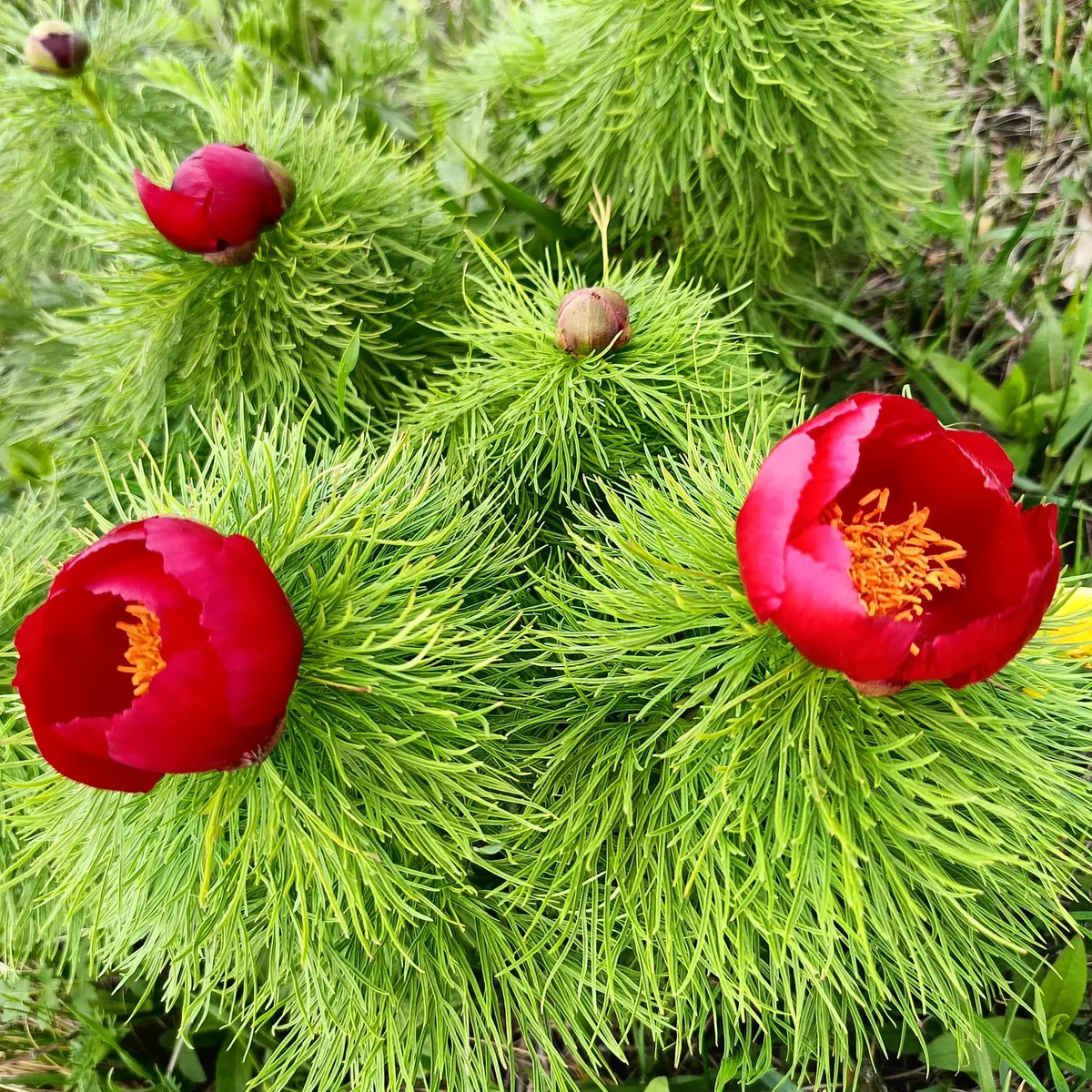 Пион степной. Ставропольский край. Гора Стрижамент