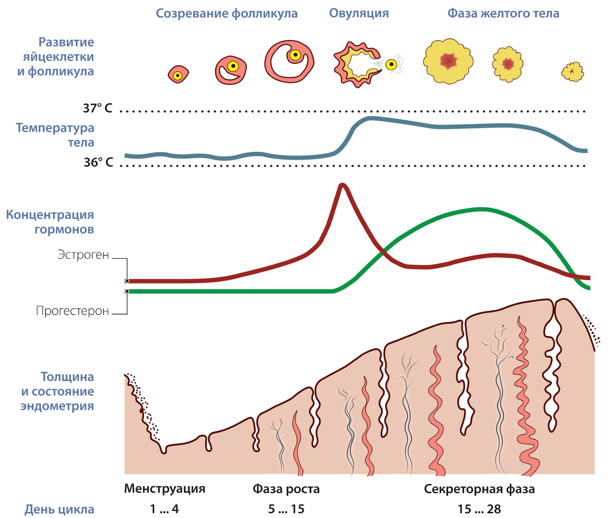 Изменения, происходящие в организме во время менструального цикла продолжительностью 28 дней. Источник: https://fitness-pro.ru/biblioteka/trenirovki-dlya-zhenshchin-kak-uchityvat-tsikl-gormony-i-zhenskuyu-fiziologiyu/