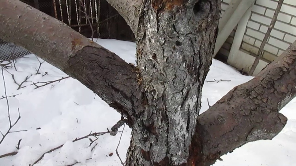 Вид у неё, конечно, ещё тот. Но ИИ сказал — жива