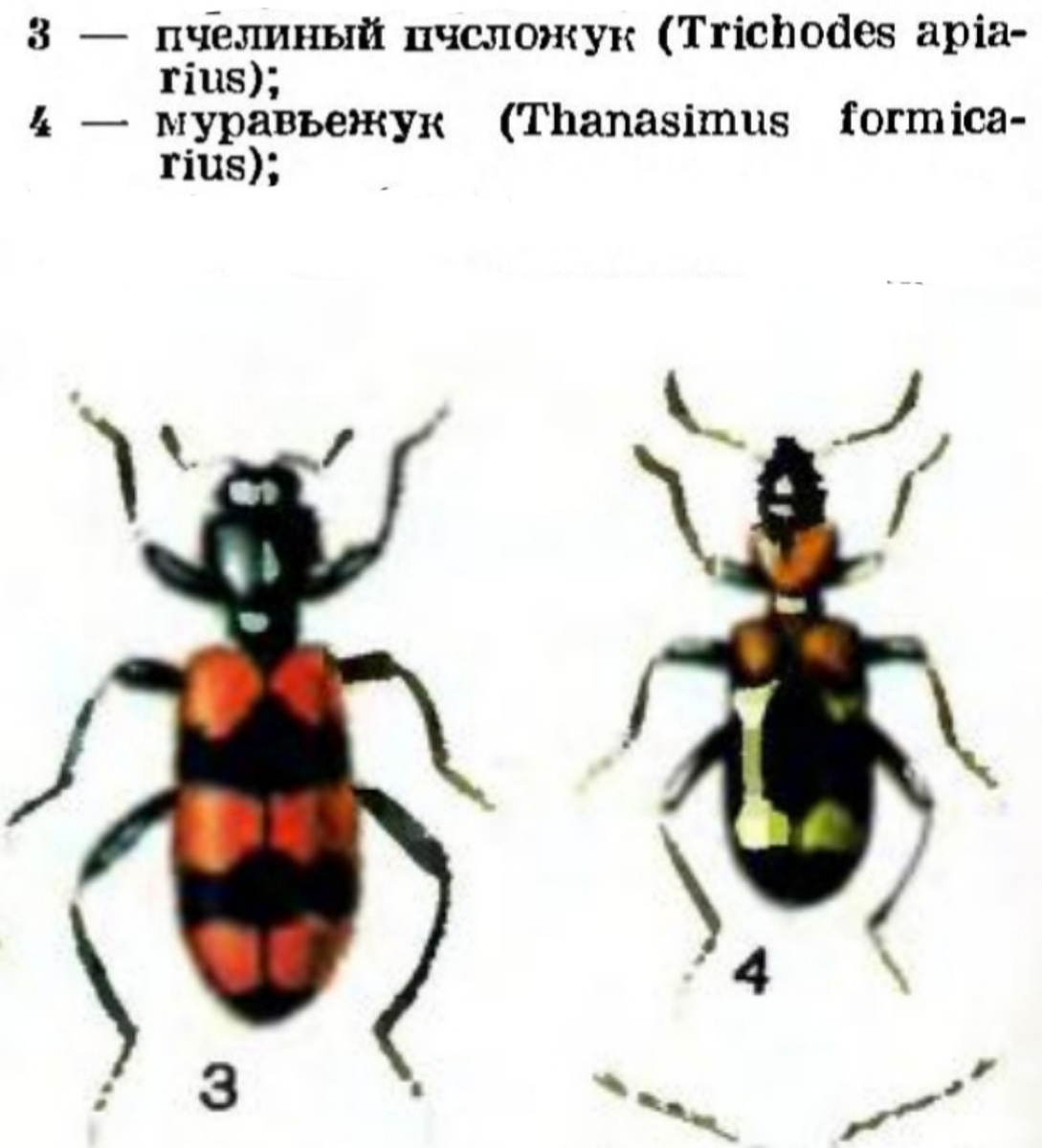 Долистал. Молодец!