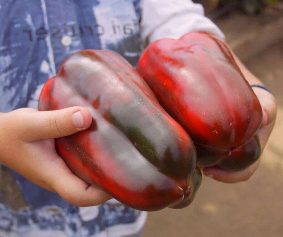 Крупный перец