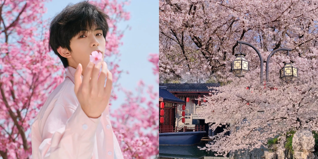 Где лучшего всего встречать весну в Китае? Цветение сакуры и не только!