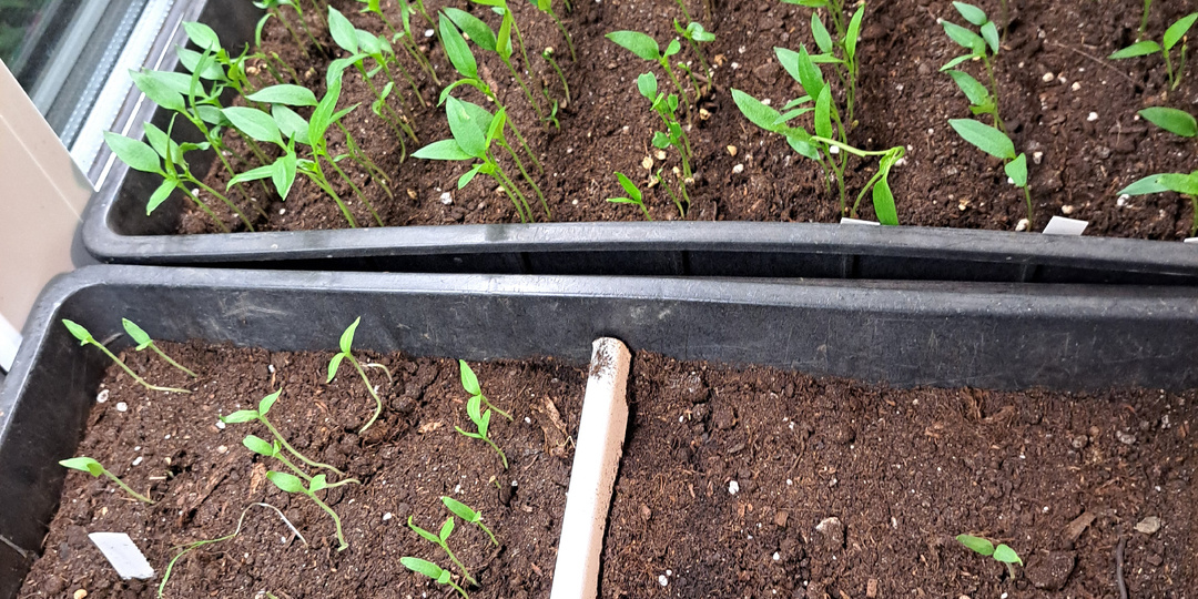 Нужно - ли проверять семена на всхожесть и нужно - ли определять энергию их прорастания.