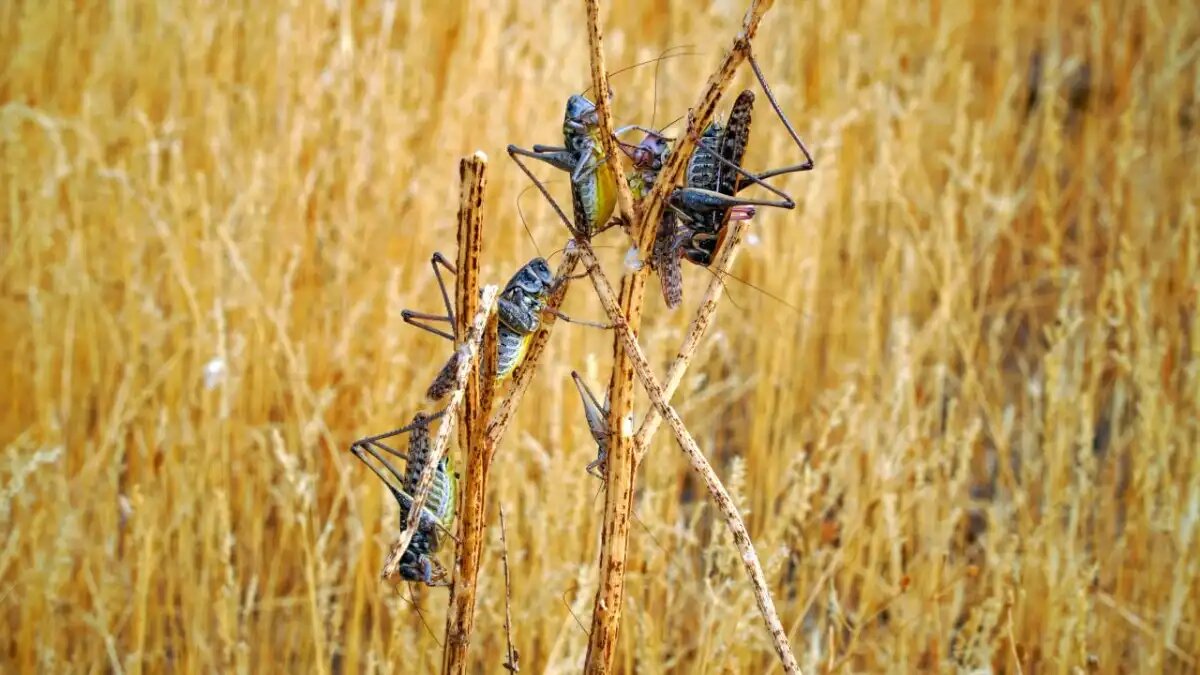 Фото: Минсельхозпрод Дагестана
Нашествие саранчи угрожает пяти российским регионам