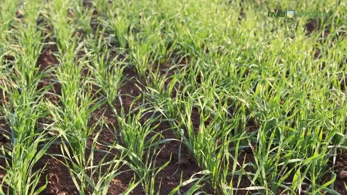 Фото:© Владимир Исаенко / Glavagronom.ru
ГК ШАНС представила новый трехкомпонентный фунгицидный протравитель для зерновых