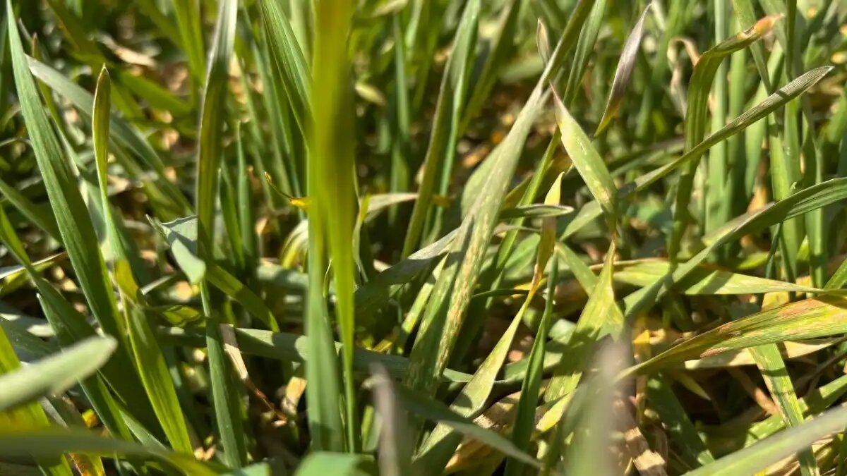 Фото: ФНЦБЗР
Охота за невидимым врагом: учёные фиксируют угрозу для пшеницы