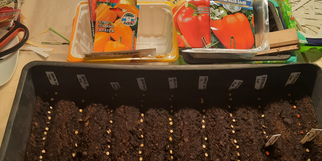 Как я выращиваю рассаду овощей и цветов для своего участка в этом 2026 г.