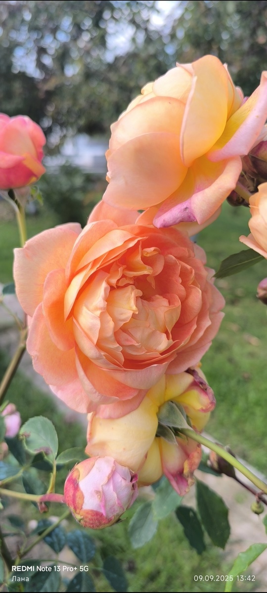 Английская роза Леди оф Шалот.