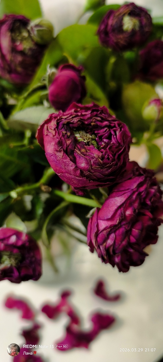 Роза в розе.