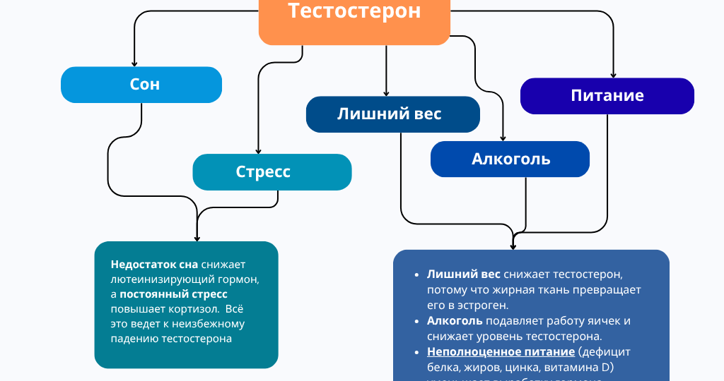17 интересных фактов про тестостерон