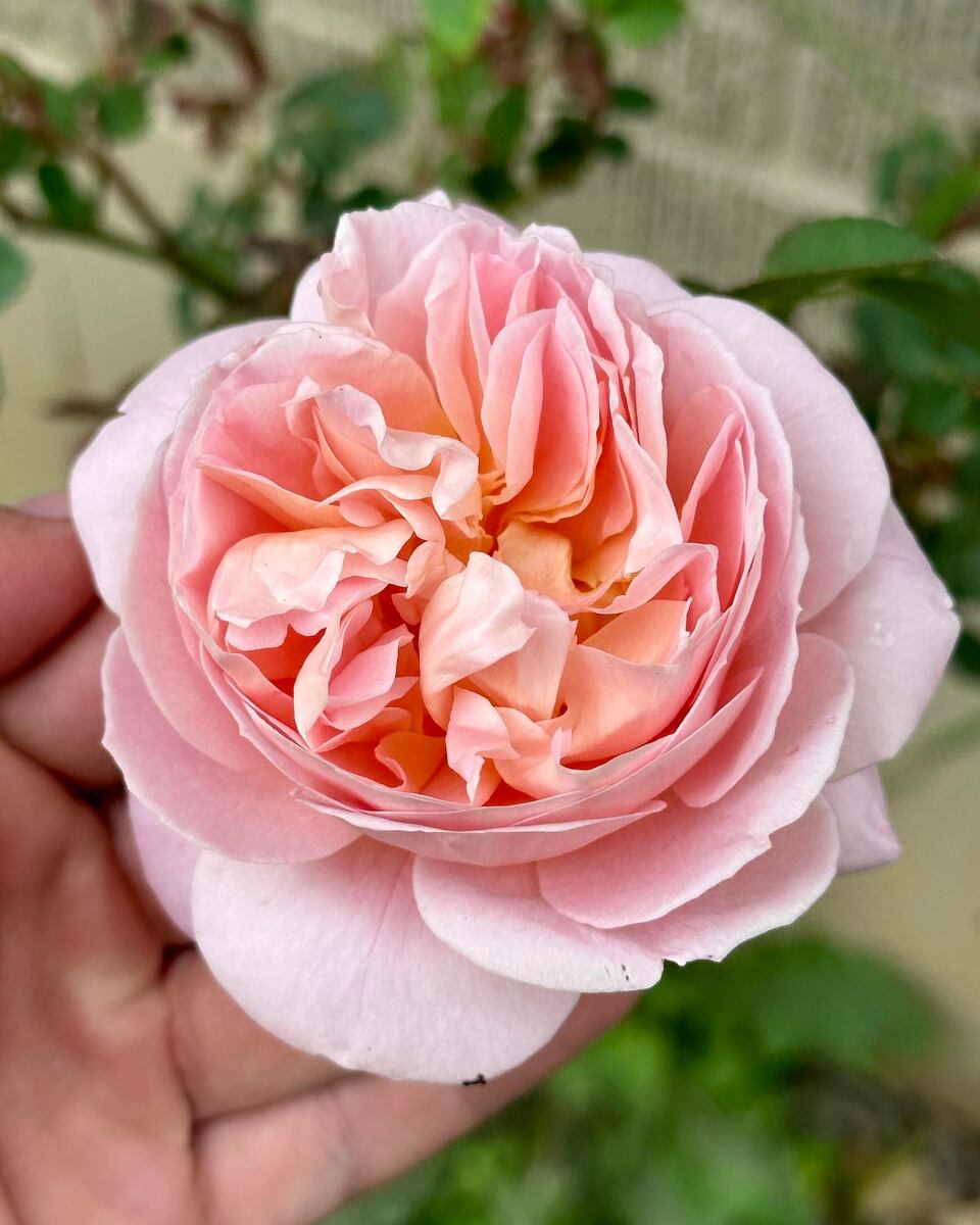 Фото One Love Rose and Gardens