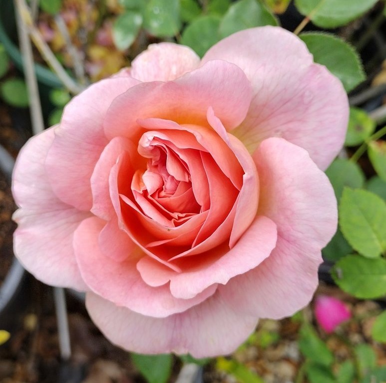 Фото Кэти Стронг