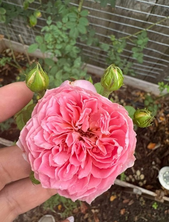 Фото cupcake0326