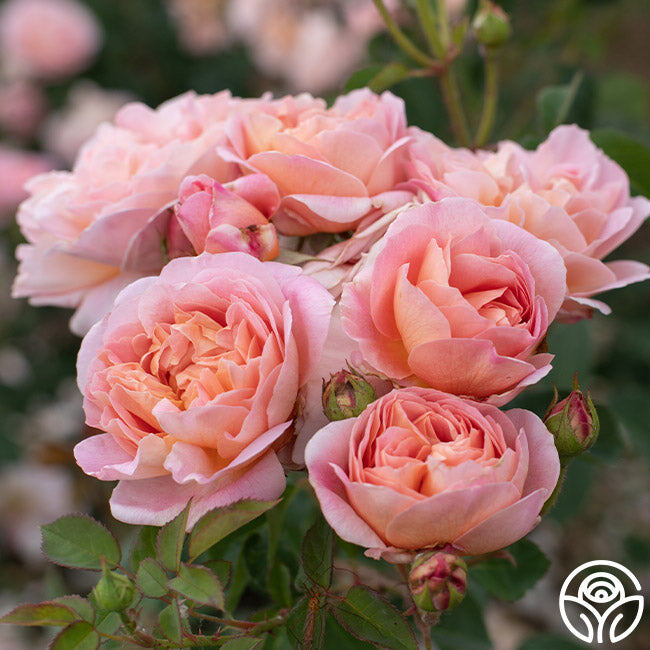 Фото HEIRLOOM ROSES