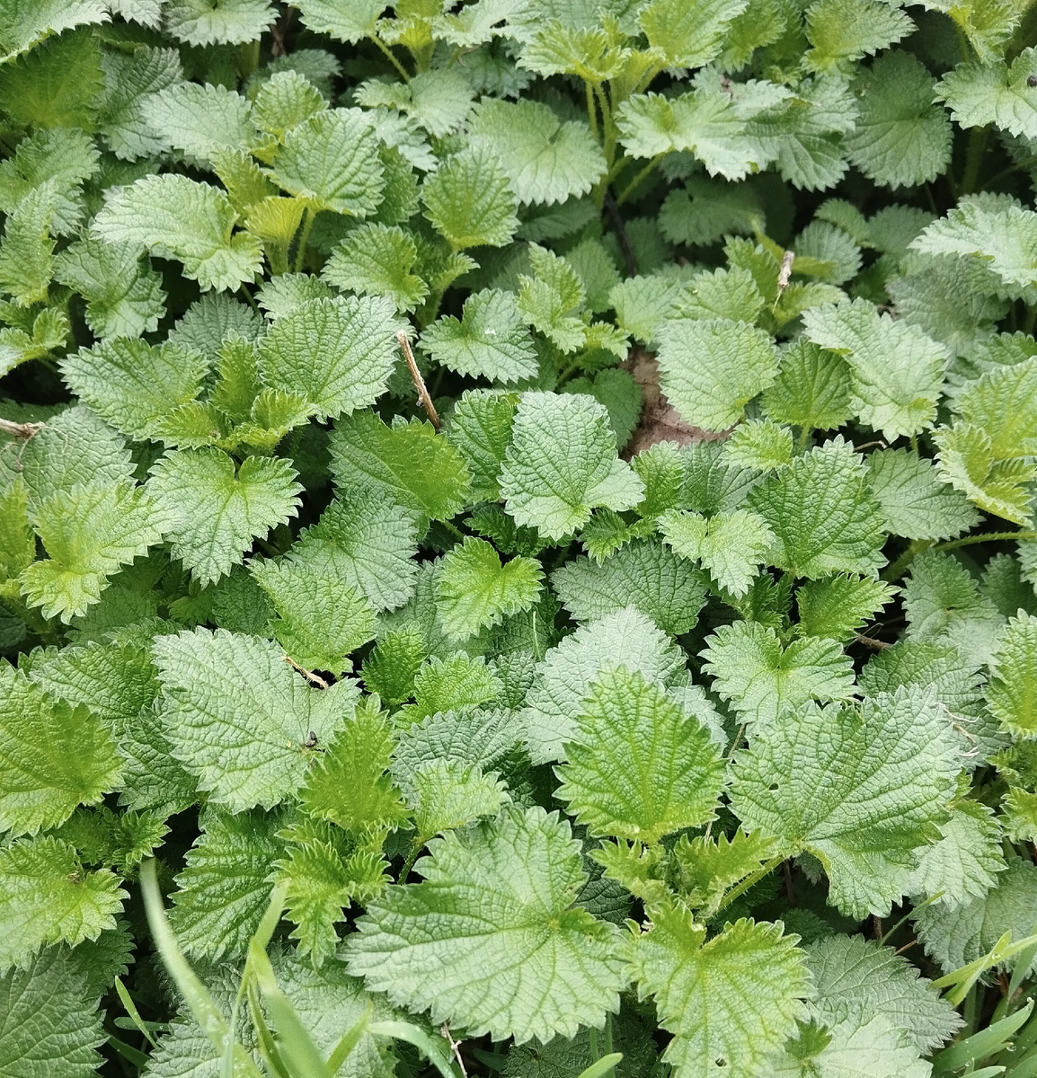 Фото автора статьи: Ворошиловой М. В. 23.03.2026 г.