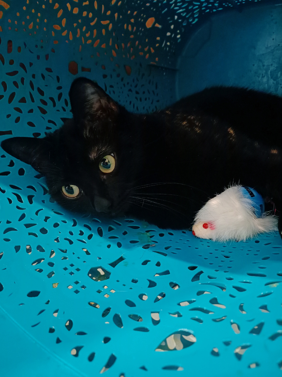 Корзинно-бельевая фотосессия