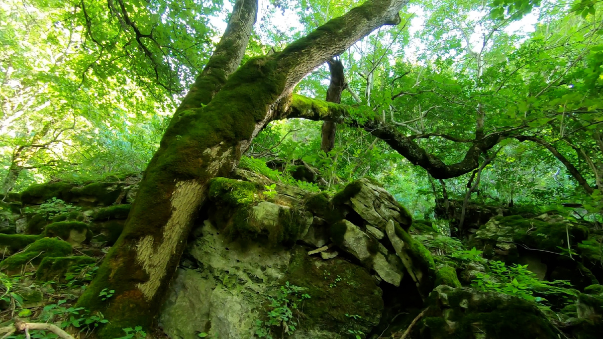 Фото-2. «Корнями сквозь камень»: Жизнь сильнее всего