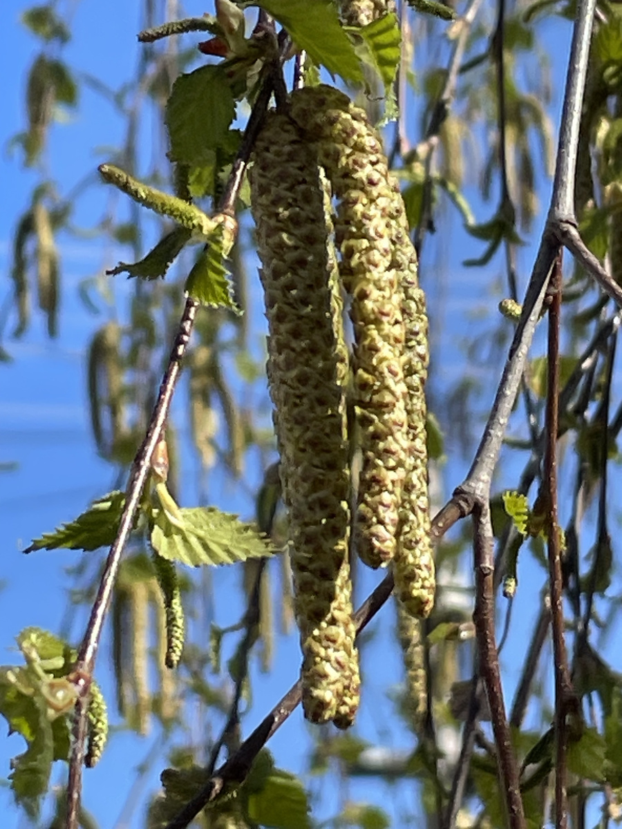 🌳 Берёзовые серёжки - в марте в Сербии уже настоящая весна 😍