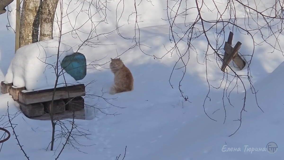 Фото: Елена Тюрина. Рыжий кот. Середина марта. 2026 г.