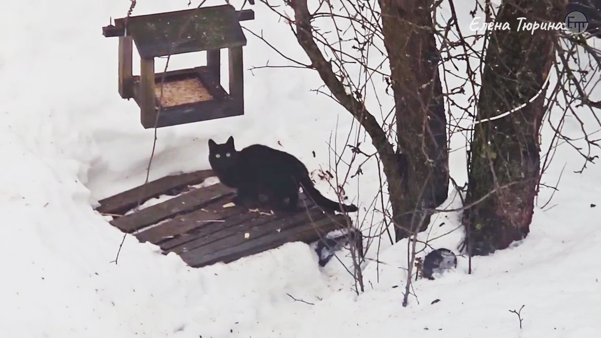 Фото: Елена Тюрина. Черная кошка под кормушкой. Начало марта. 2026 г.