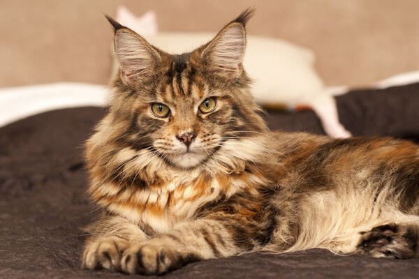 Anna Shuliatieva/Shutterstock/FOTODOM   📷