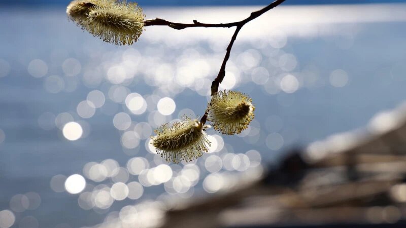     Пожелтевшая верба. Александр Лотов