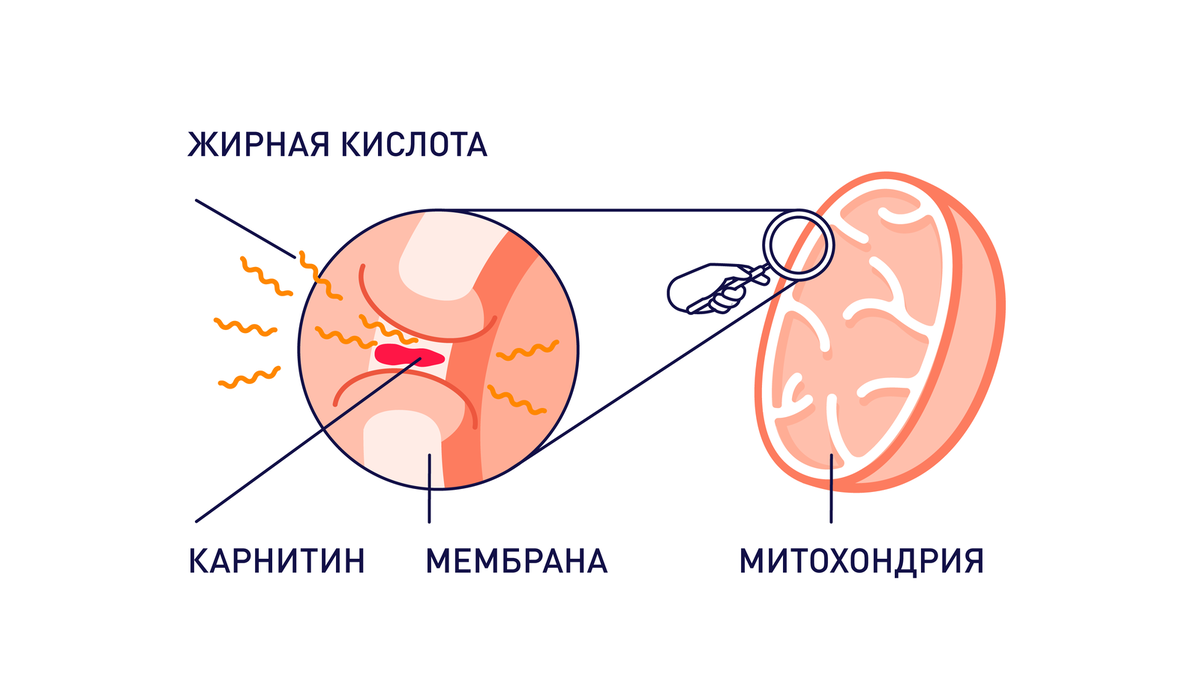 Источник: https://atlas.ru/blog/content/images/size/w1600/2021/10/2021-10-01-L-Caratine.png