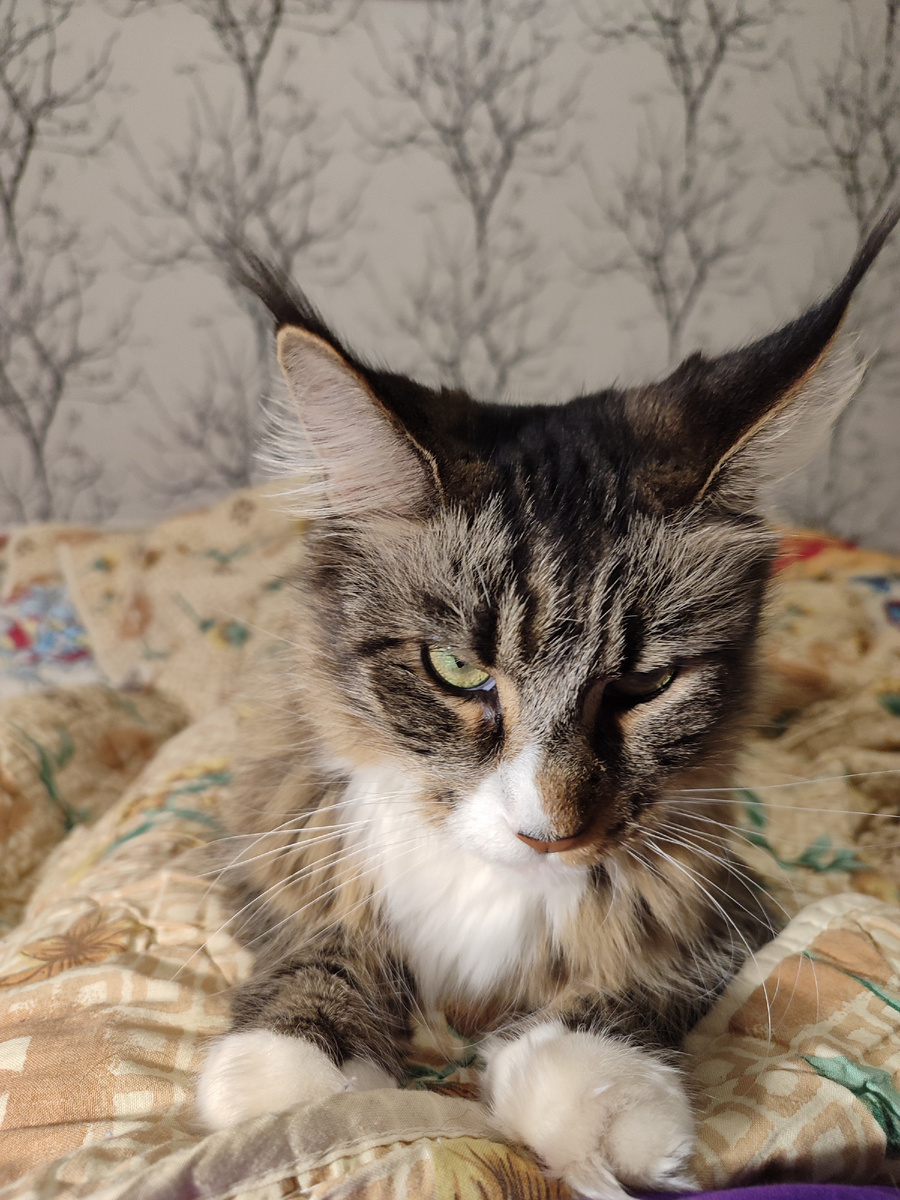 Буся, кошка сестры