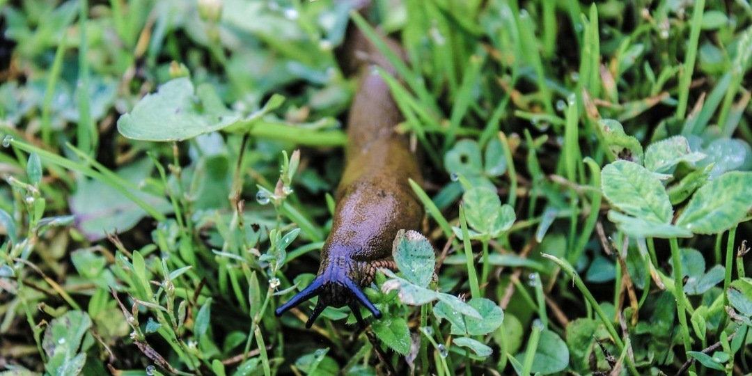 Разводим 1:10 - и опрыскиваем кусты: слизни боятся урожая, как огня - лучше мульчи