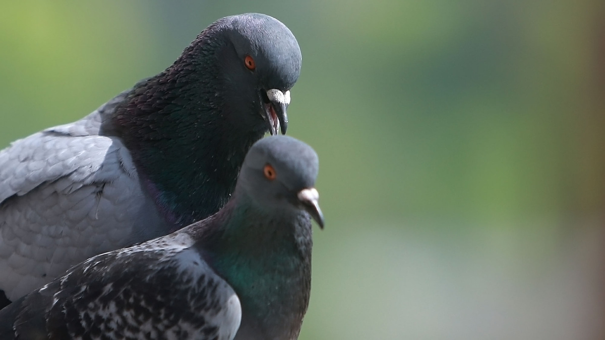   городской голубь сизый голубь голуби ГЛ
