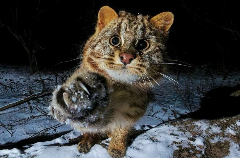 Амурский лесной кот: Стал сильным в тайге. Готов к охоте даже на копытных