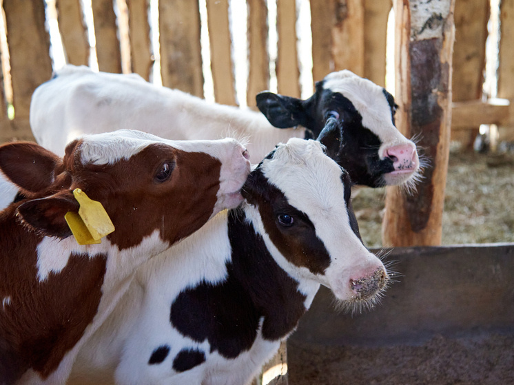     Фото: Сиб.фм