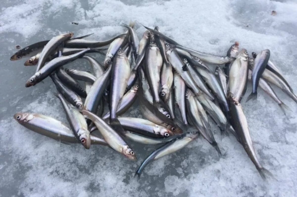    Традиционную рыбалку в Томской области разрешили 223 представителям КМНС