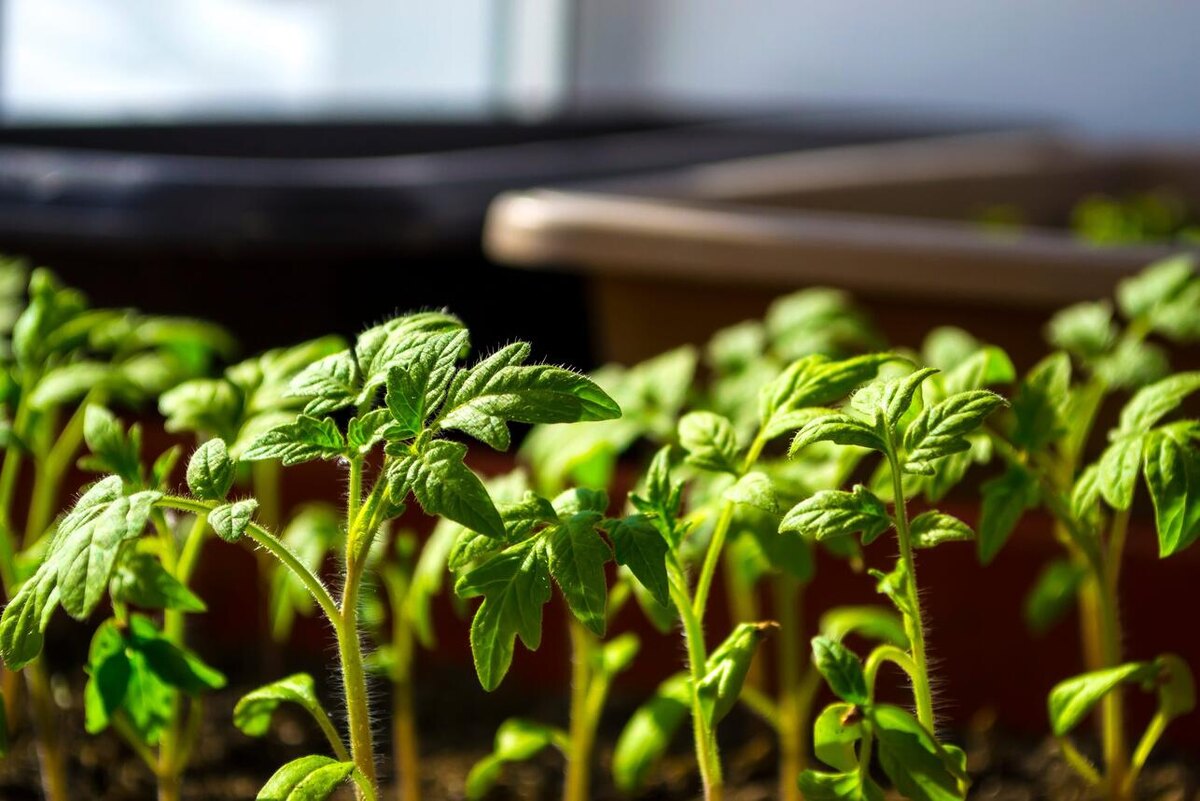    Рассада томатов 123RF/legion-media.ru