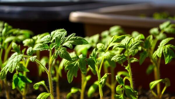 Для крепкой рассады томатов важны шесть факторов