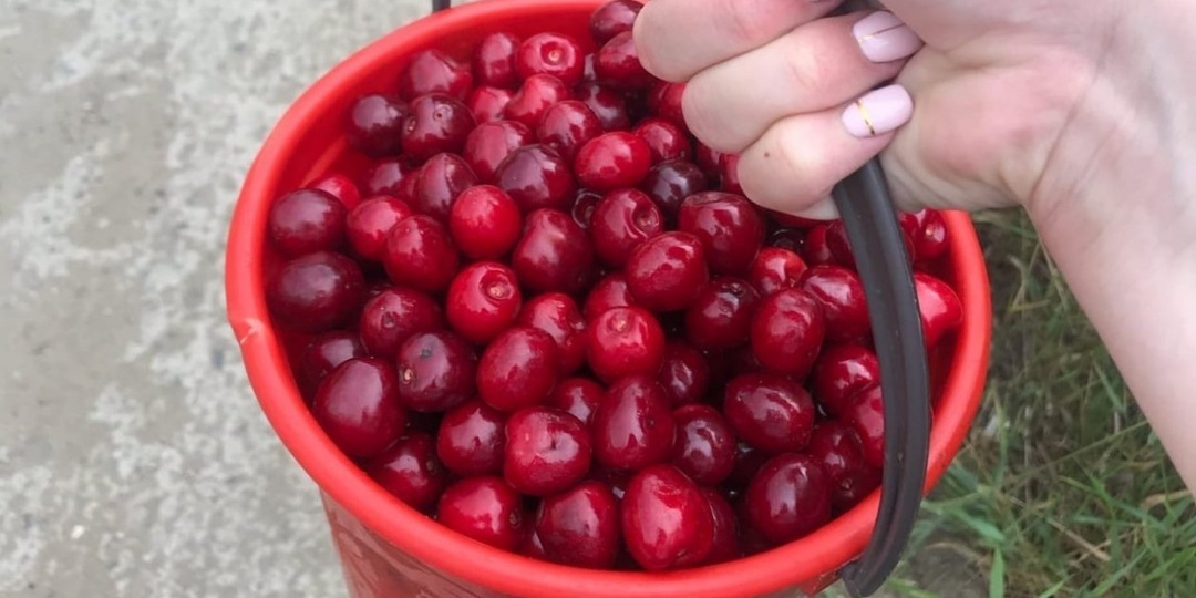 Всего 15 г на один кв. метр: после этого удобрения красная и сладкая вишня идет ведрами