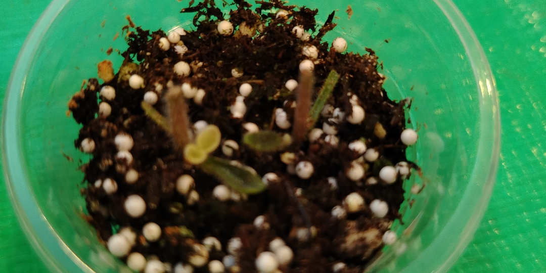 Я удачно укореняю цветоносы фиалки и делюсь результатами👇