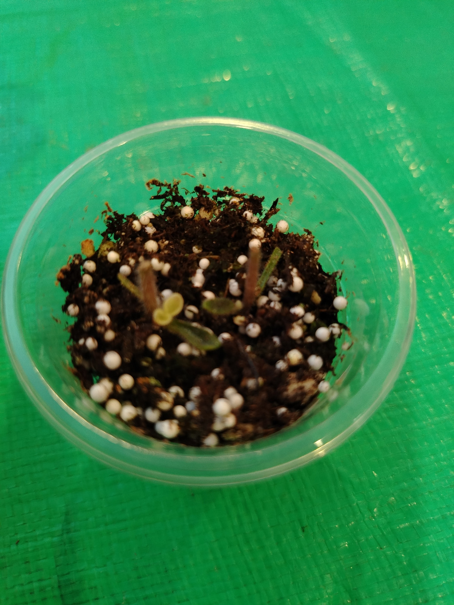 Кропотливо долго, но они появились первые листочки на цветоносе/фото автора 