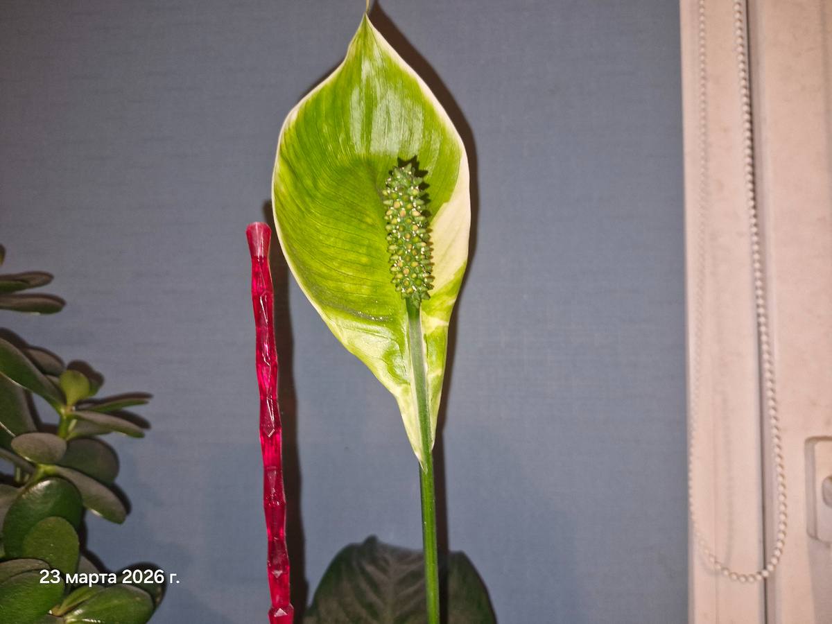 Спатифиллум цветёт уже больше месяца. К концу цветения бутон зеленеет