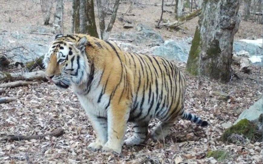    Источник фото: Центр «Амурский тигр»